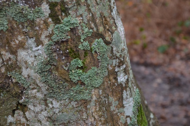 2011 12 A la découverte des lichens 22
